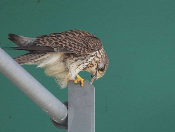 Common Kestrel 淀川河川公園 Wed, 3/27/2024