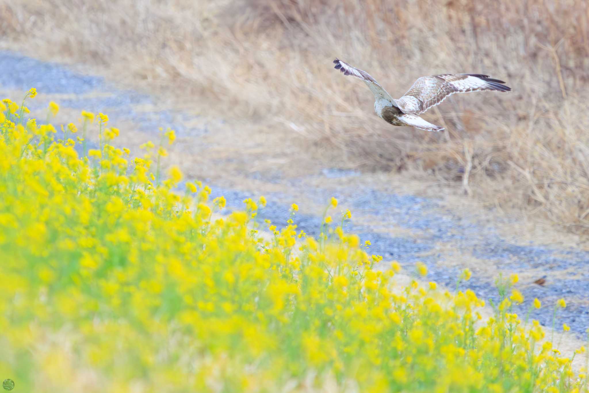 Photo of Rough-legged Buzzard at 利根川 by d3_plus