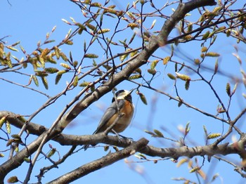 Varied Tit 自宅近辺 Sat, 3/30/2024