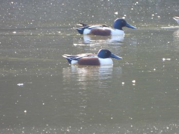 ハシビロガモ 東京港野鳥公園 2024年3月31日(日)