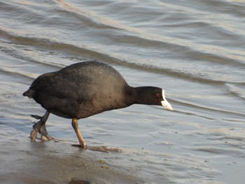 オオバン 東京港野鳥公園 2024年3月31日(日)