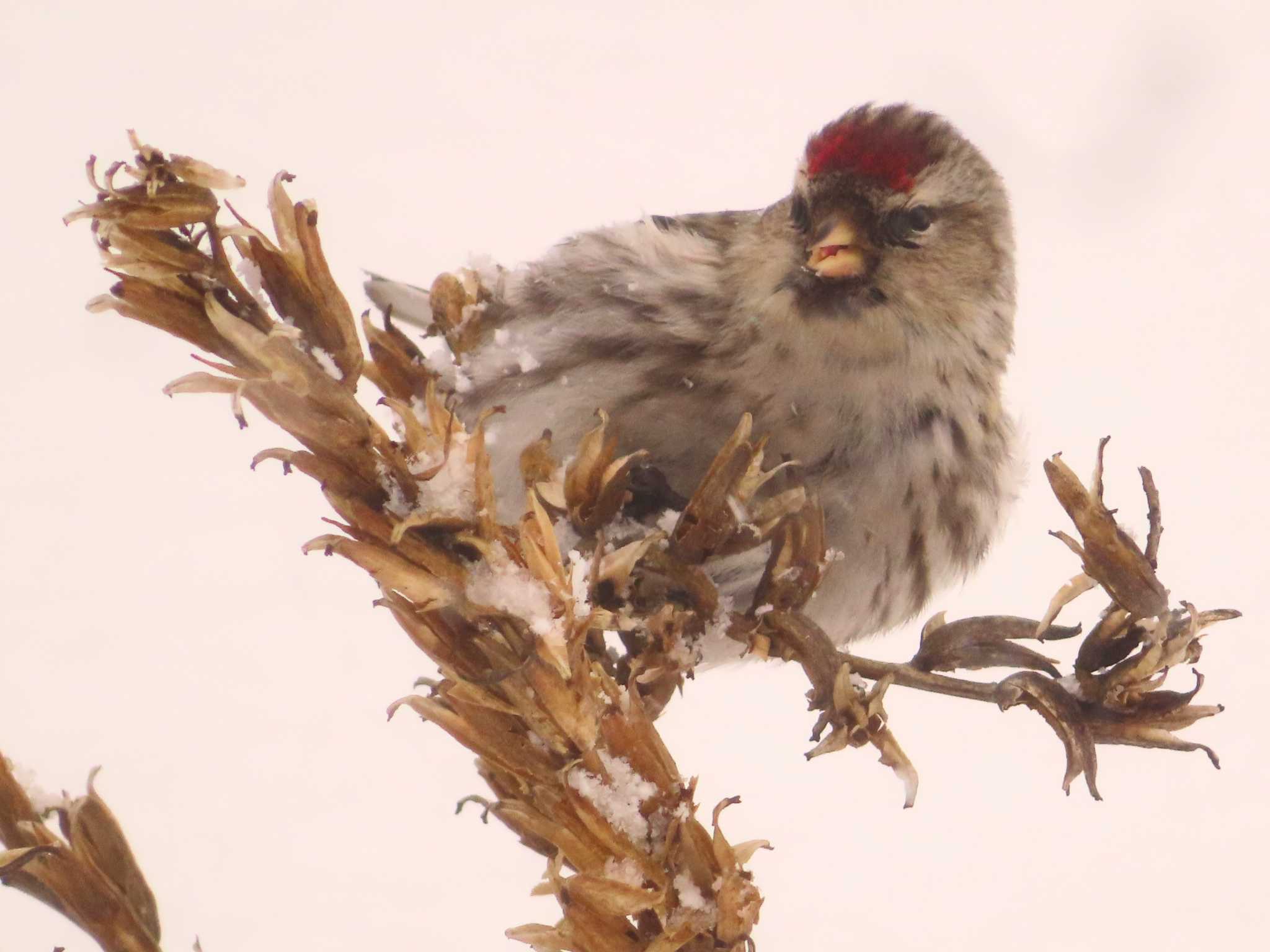 Common Redpoll