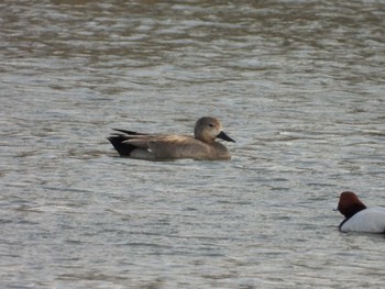 Gadwall Tokyo Port Wild Bird Park Sun, 3/31/2024