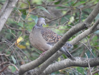 キジバト 東京港野鳥公園 2024年3月31日(日)