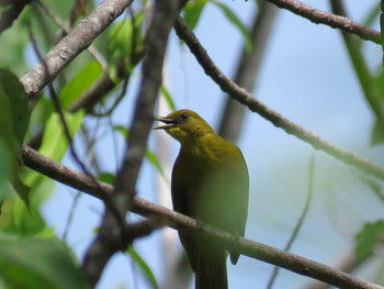 Sula Golden Bulbul インドネシア　ハルマヘラ島 Mon, 7/31/2017