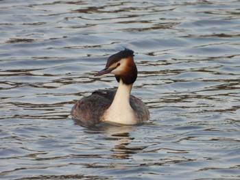 カンムリカイツブリ 東京港野鳥公園 2024年3月31日(日)