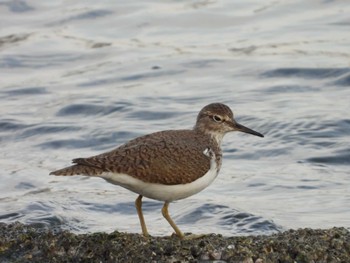 イソシギ 東京港野鳥公園 2024年3月31日(日)