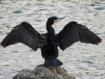 カワウ 東京港野鳥公園 2024年3月31日(日)