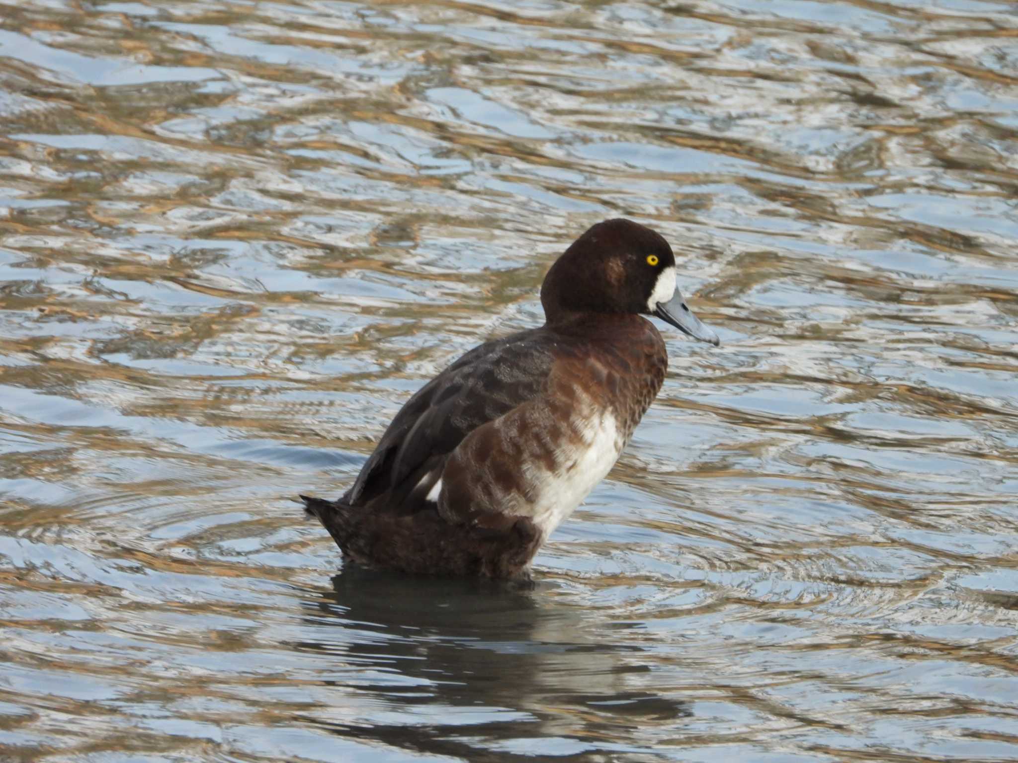 Greater Scaup