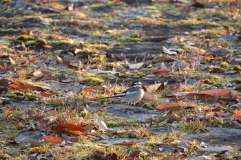 Wagtail Koyaike Park Wed, 12/19/2018