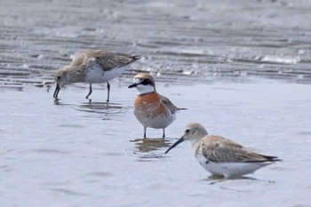 Siberian Sand Plover Sambanze Tideland Mon, 4/1/2024