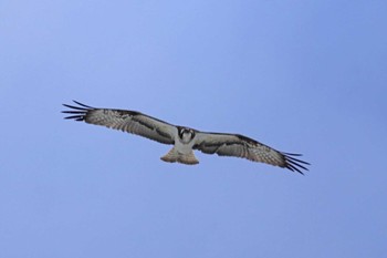 ミサゴ ふなばし三番瀬海浜公園 2024年4月1日(月)