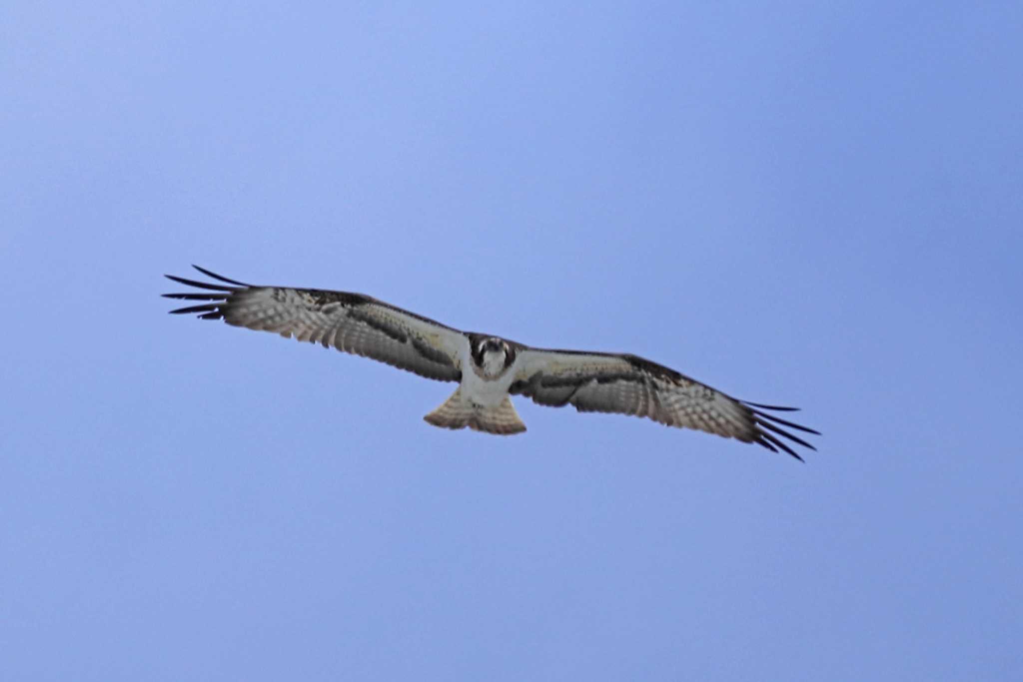 Photo of Osprey at Sambanze Tideland by yasu