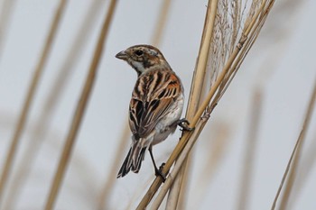 Common Reed Bunting Sambanze Tideland Mon, 4/1/2024