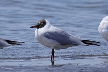 ユリカモメ ふなばし三番瀬海浜公園 2024年4月1日(月)