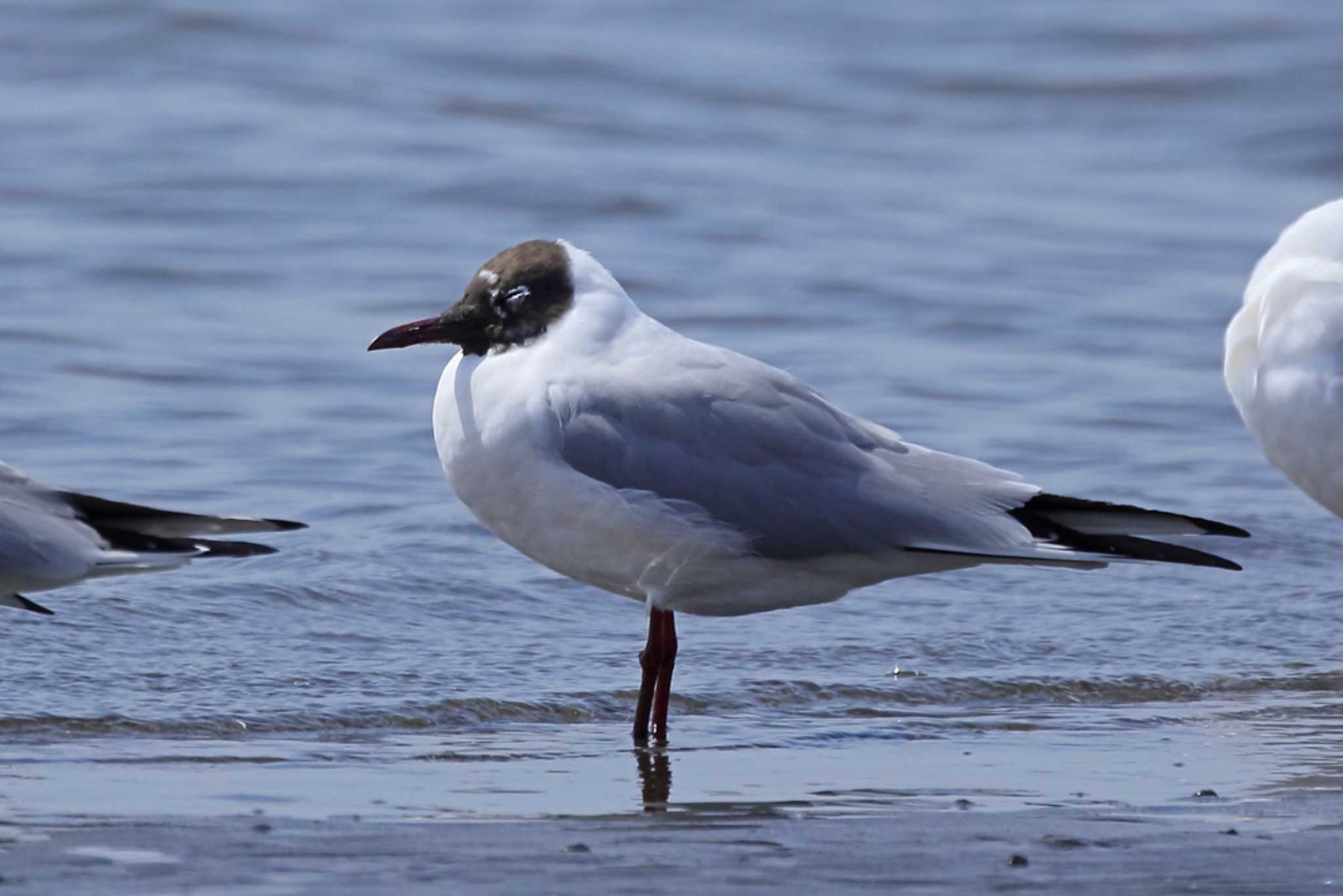 Black-headed Gull