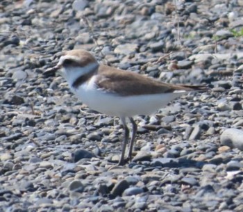 Kentish Plover 安倍川河口 Mon, 4/1/2024