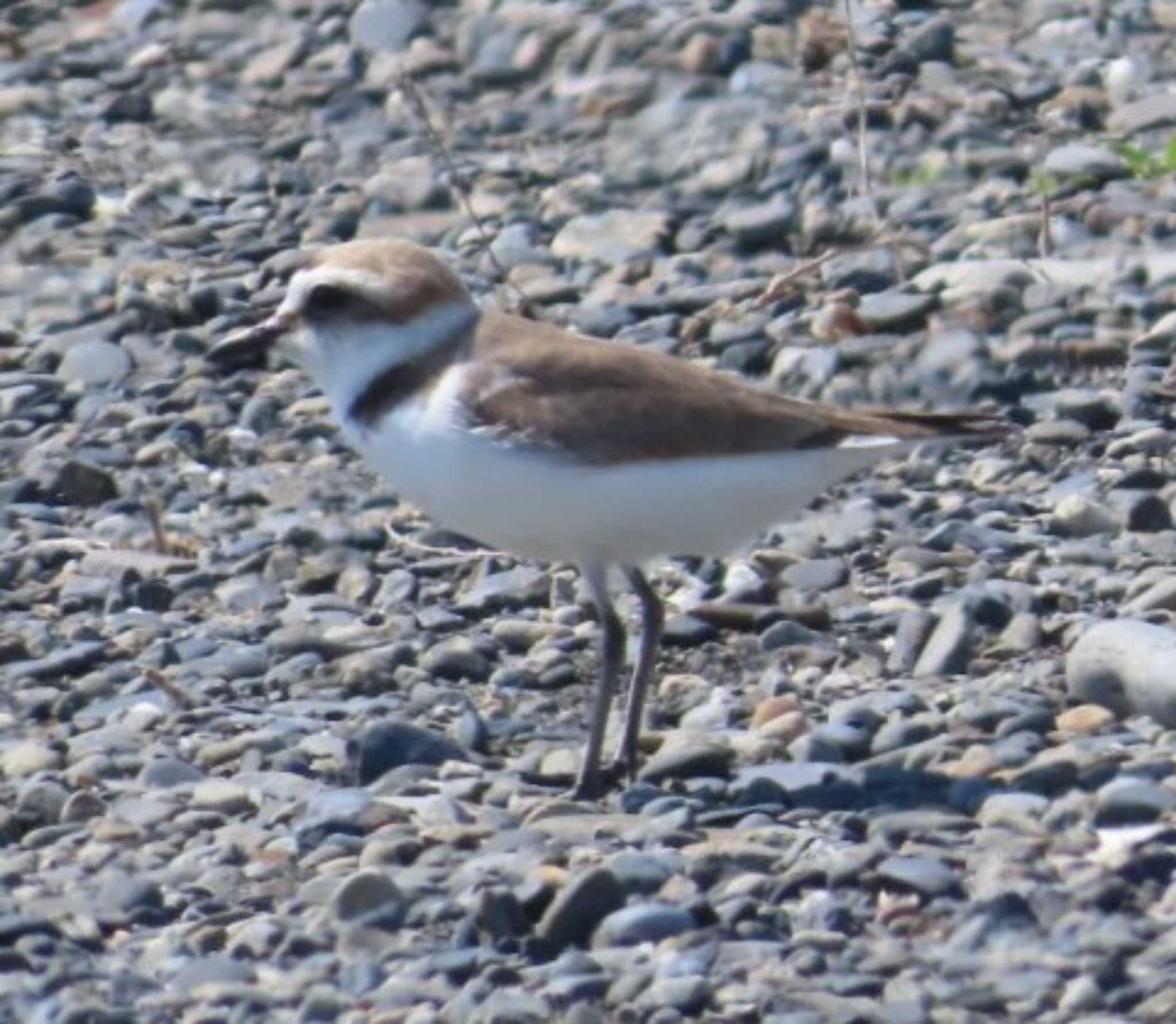 Photo of Kentish Plover at 安倍川河口 by 生き物好きのY