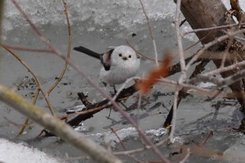 シマエナガ 札幌モエレ沼公園 2024年4月1日(月)