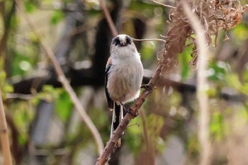 Long-tailed Tit ふれあい松戸川 Sun, 3/24/2024