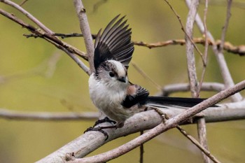 Long-tailed Tit ふれあい松戸川 Sun, 3/24/2024