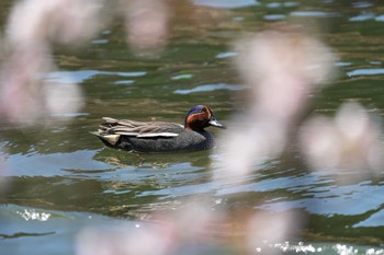 コガモ 名城公園 2024年4月1日(月)