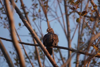 Oriental Turtle Dove Koyaike Park Wed, 12/19/2018