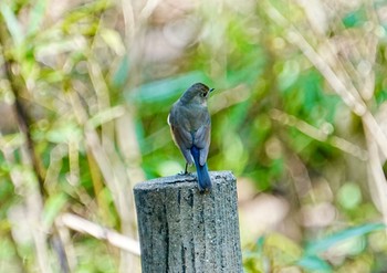 Red-flanked Bluetail 柏市水生水辺公園 Mon, 4/1/2024