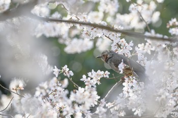 ヒヨドリ 小牧山 2024年4月1日(月)