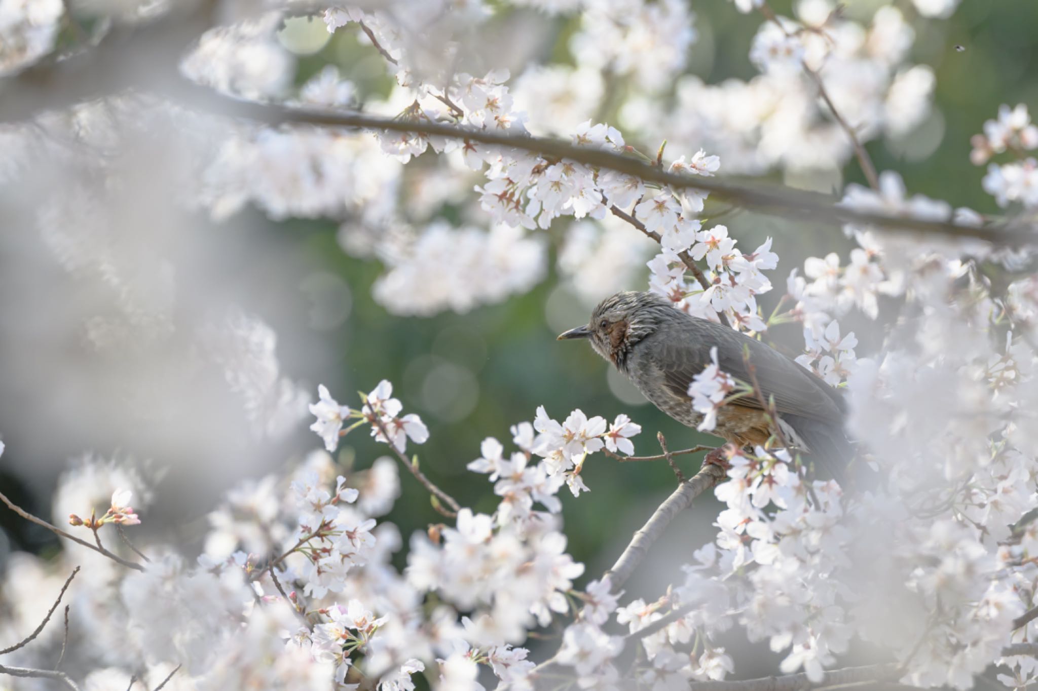 小牧山 ヒヨドリの写真 by yuppi-photo