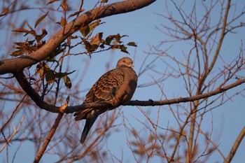 キジバト 昆陽池公園 2018年12月19日(水)