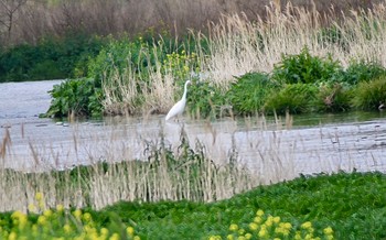 ダイサギ 多摩川河川敷 2024年4月1日(月)