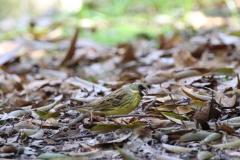 アオジ 山田池公園 2024年4月1日(月)