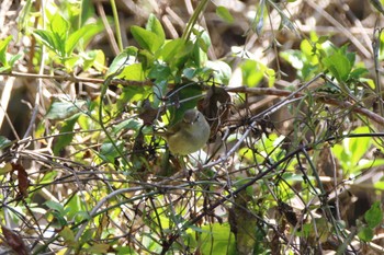 Japanese Bush Warbler 山田池公園 Mon, 4/1/2024