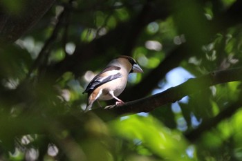 Hawfinch 山田池公園 Mon, 4/1/2024