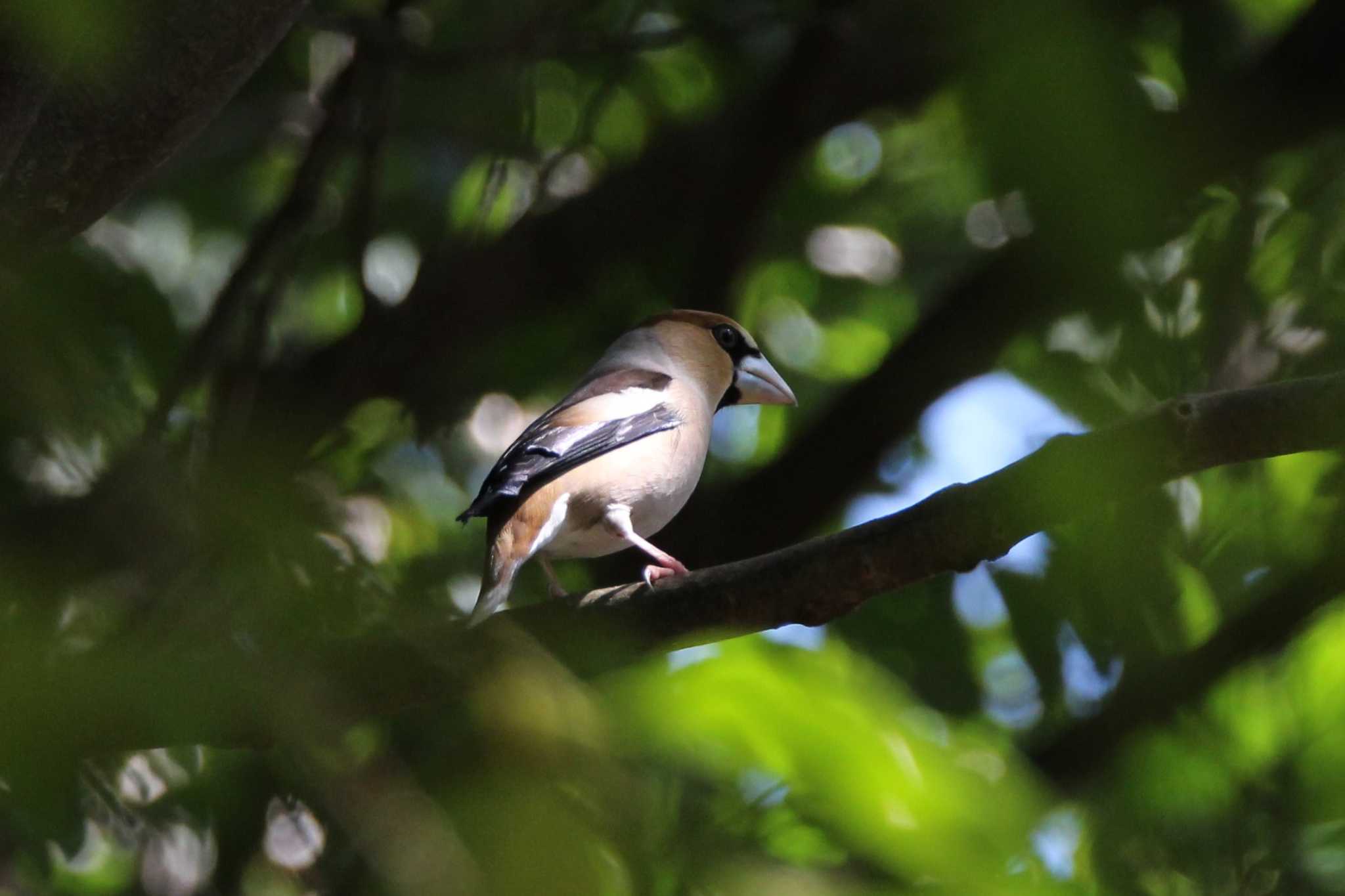 Photo of Hawfinch at 山田池公園 by Ryoji-ji