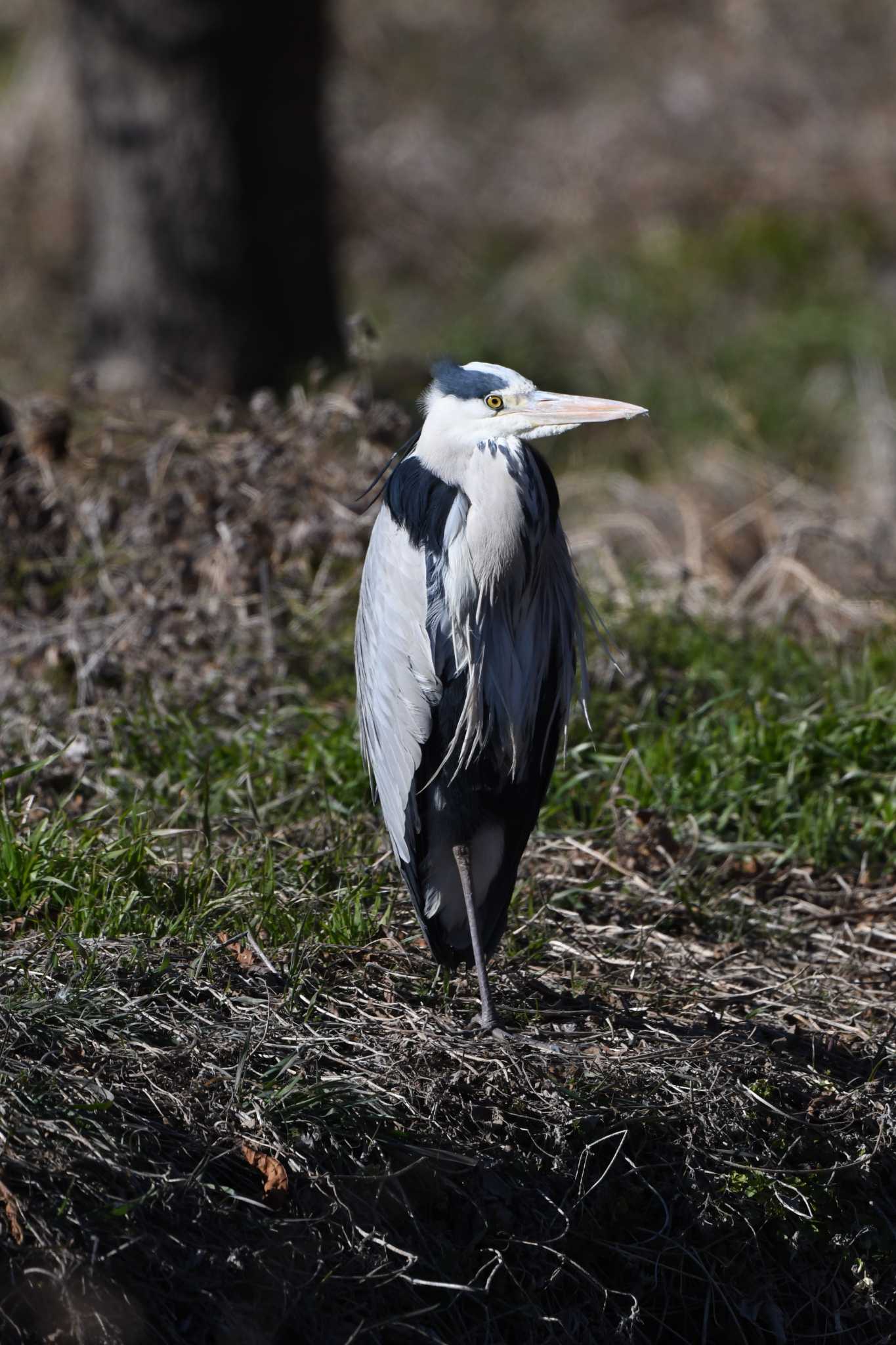 Grey Heron