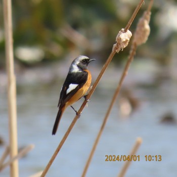 2024年4月1日(月) 水元公園の野鳥観察記録