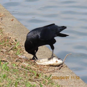 ハシボソガラス 水元公園 2024年4月1日(月)