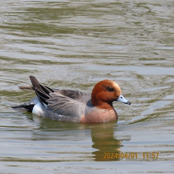 ヒドリガモ 水元公園 2024年4月1日(月)