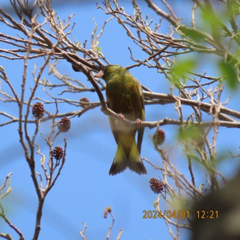 Grey-capped Greenfinch Mizumoto Park Mon, 4/1/2024