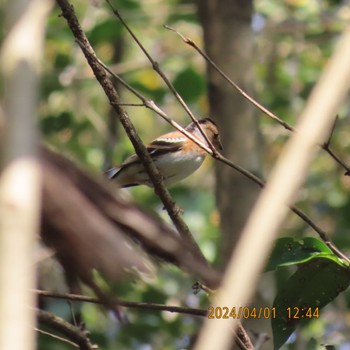 Brambling Mizumoto Park Mon, 4/1/2024