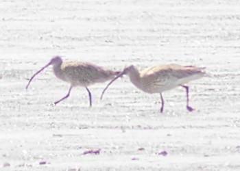 Eurasian Curlew Daijugarami Higashiyoka Coast Mon, 4/1/2024