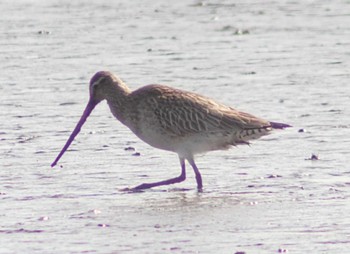 Bar-tailed Godwit Daijugarami Higashiyoka Coast Mon, 4/1/2024