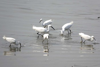 Little Egret Fujimae Tidal Flat Sun, 3/31/2024