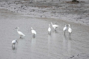 Little Egret Fujimae Tidal Flat Sun, 3/31/2024