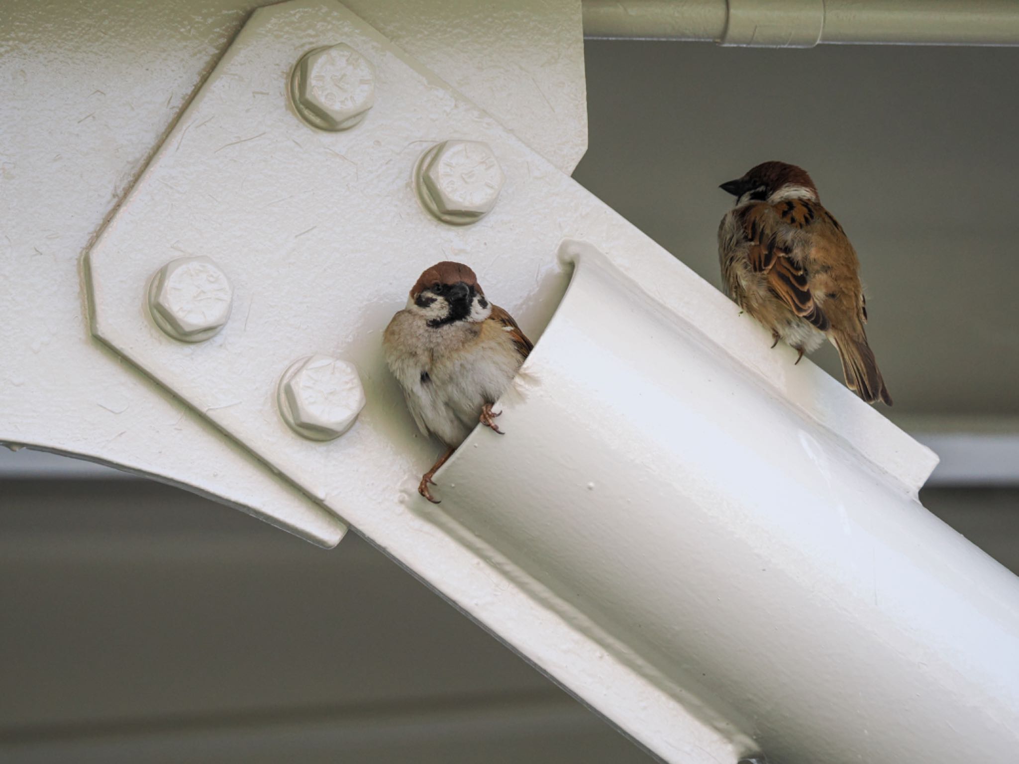 Eurasian Tree Sparrow