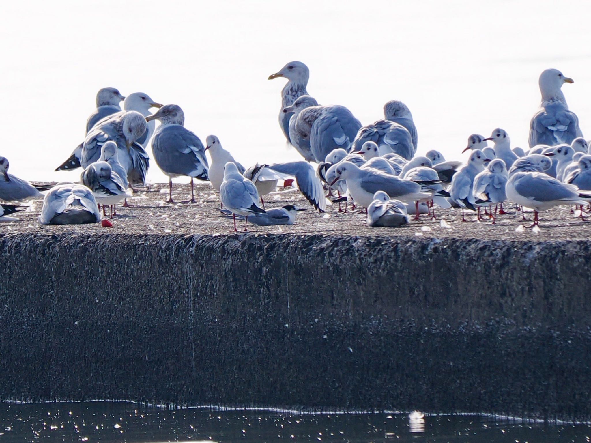 Common Tern