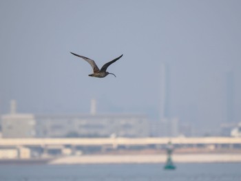 Far Eastern Curlew Sambanze Tideland Sun, 3/17/2024