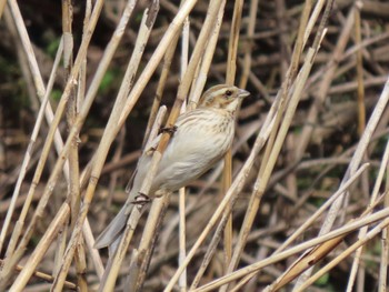 Common Reed Bunting Izunuma Thu, 3/28/2024